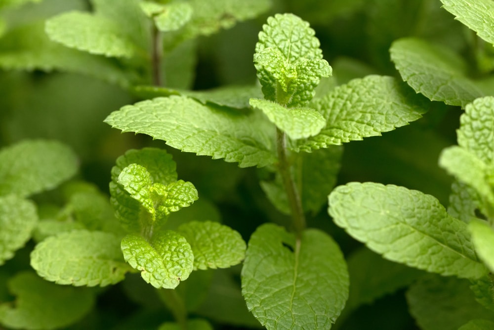 fresh leaves of spearmint