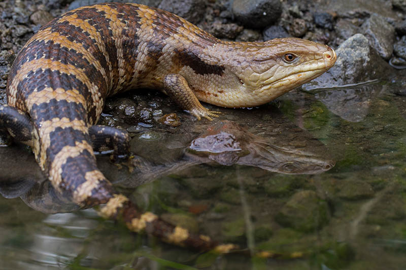 Giant blue-tongued skink on a swamp