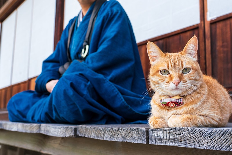 ginger cat beside a monk