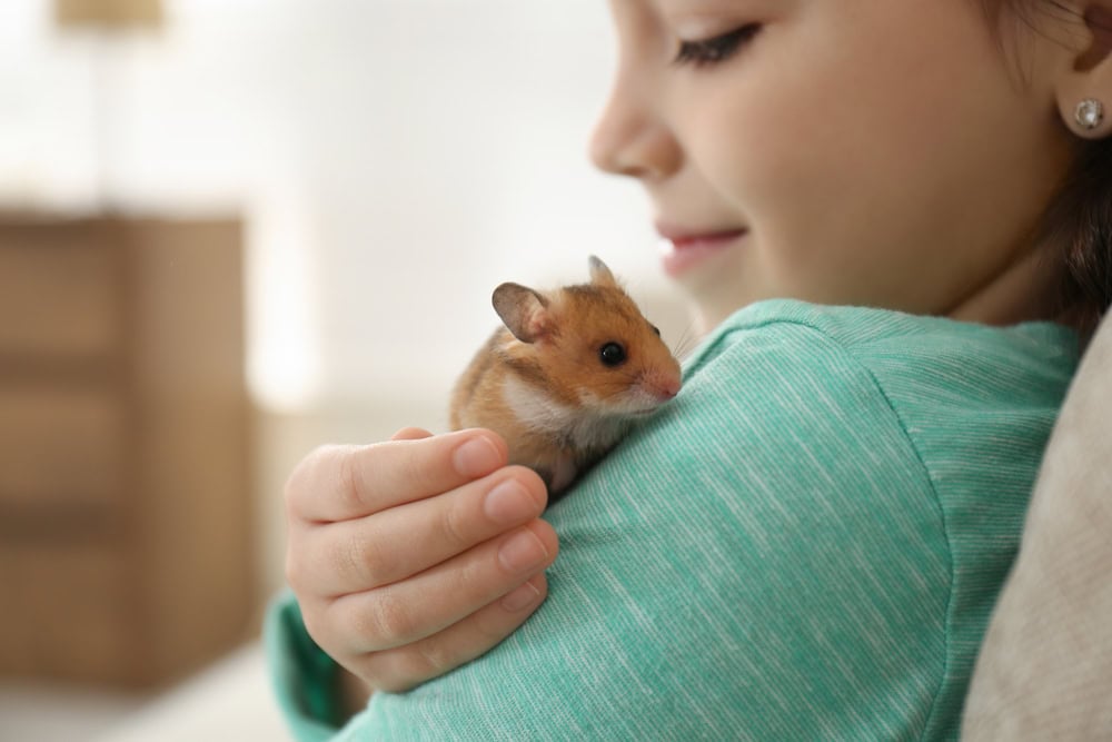 Little girl holding cute hamster at home