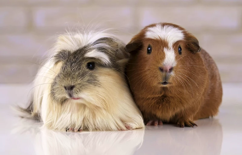 golden american white crested and coronet guinea pigs beside each other