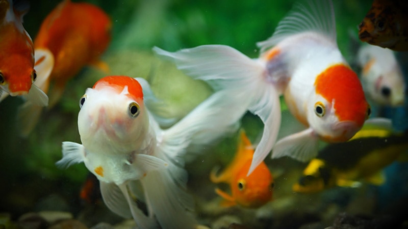 goldfishes in the aquarium
