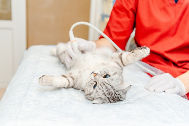 gray cat during ultrasound examination in vet clinic