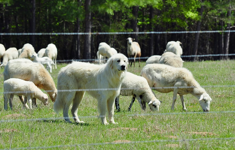 Great Pyrenees dog guarding the Flock