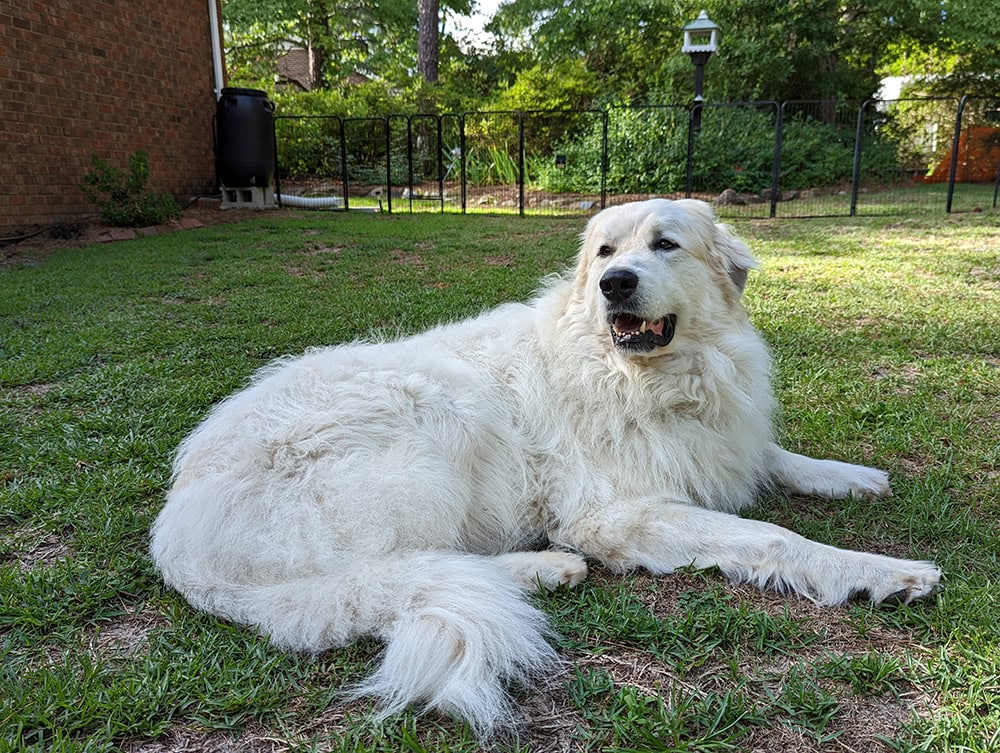 great pyrenees dog lying on a fenced yard