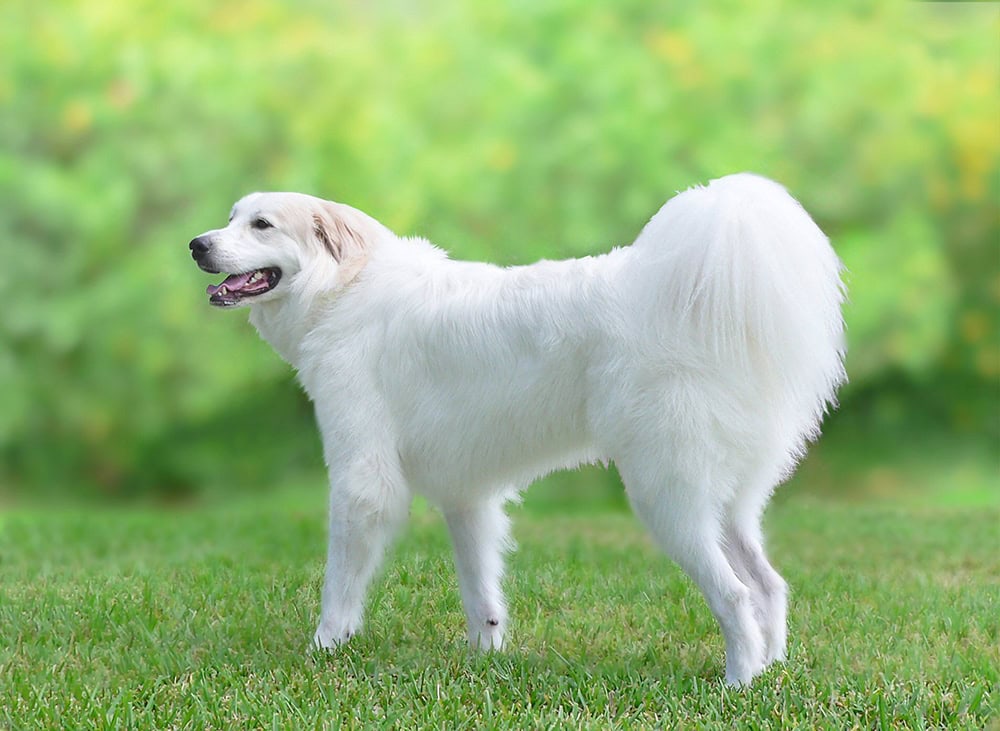 Great Pyrenees dog