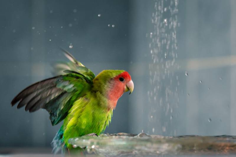 green-red parrot bathes in the water