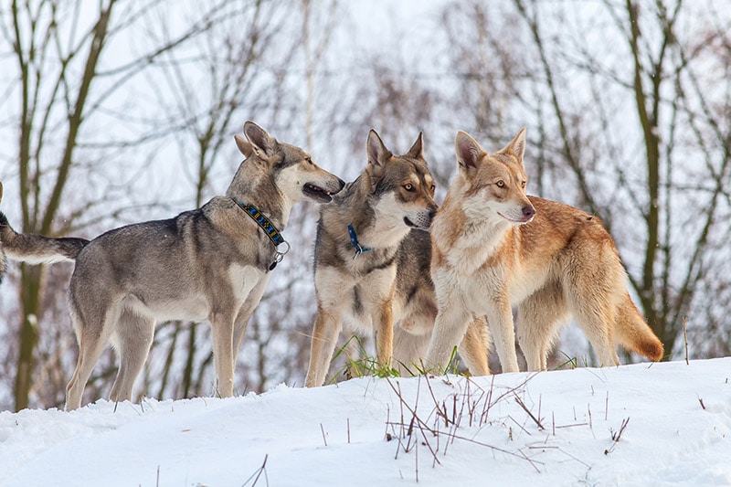 group of Saarloos Wolfdogs on a snowy forest