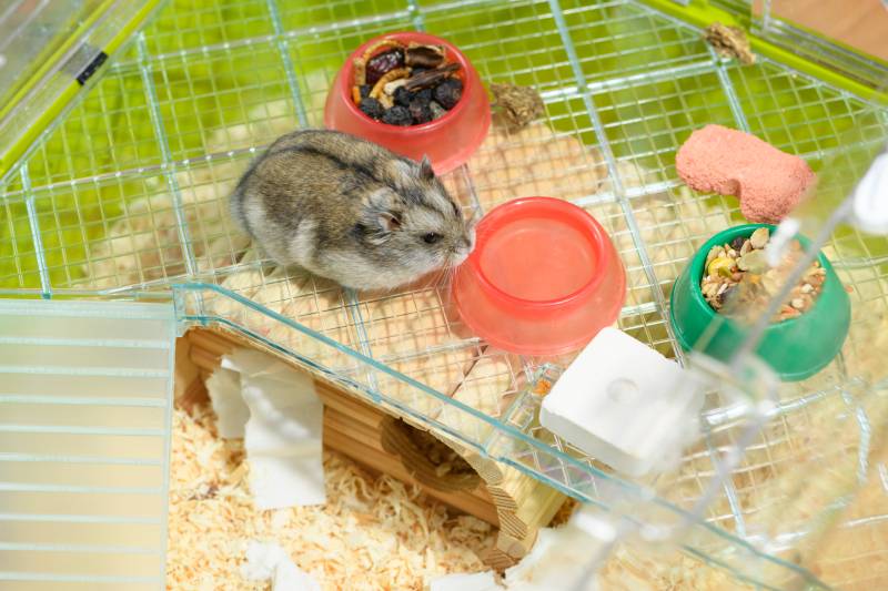 hamster drinking from the water bowl in the cage