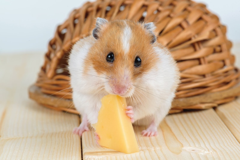hamster eating cheese
