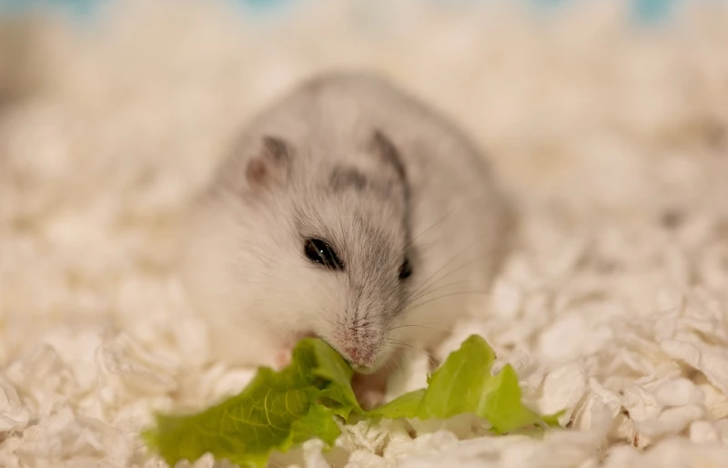 hamster eating lettuce on top of paper shavings