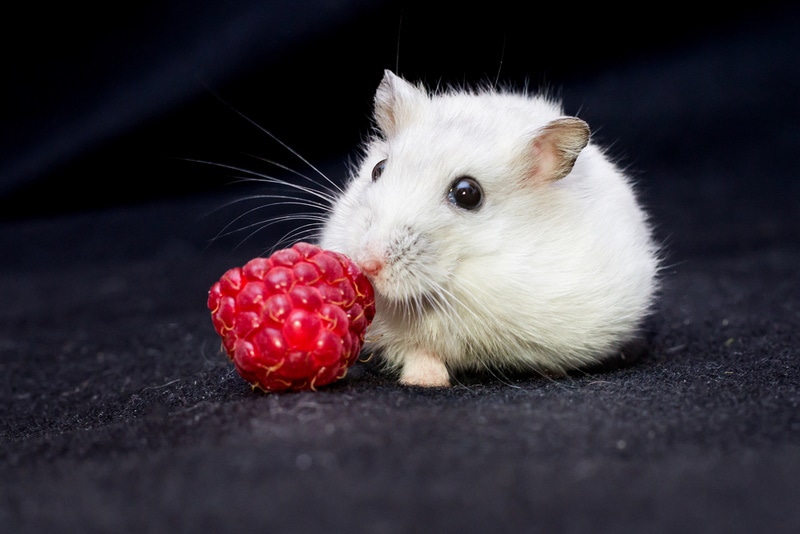 hamster eating raspberries