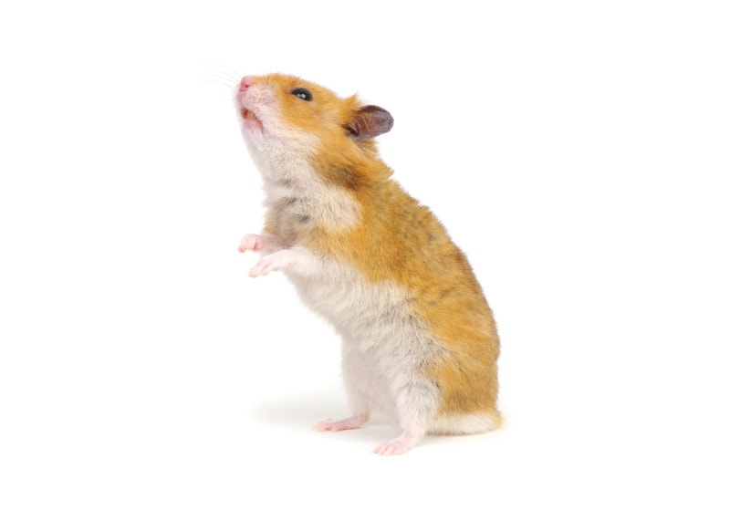 hamster standing on its hind legs