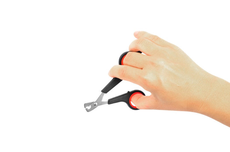 hand holding a pet nail clipper