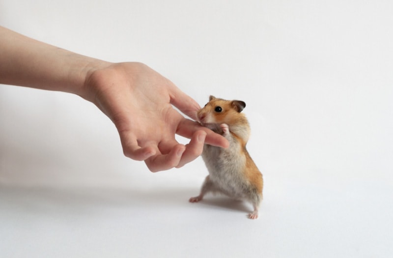 hand supporting the hamster to stand on its hind legs