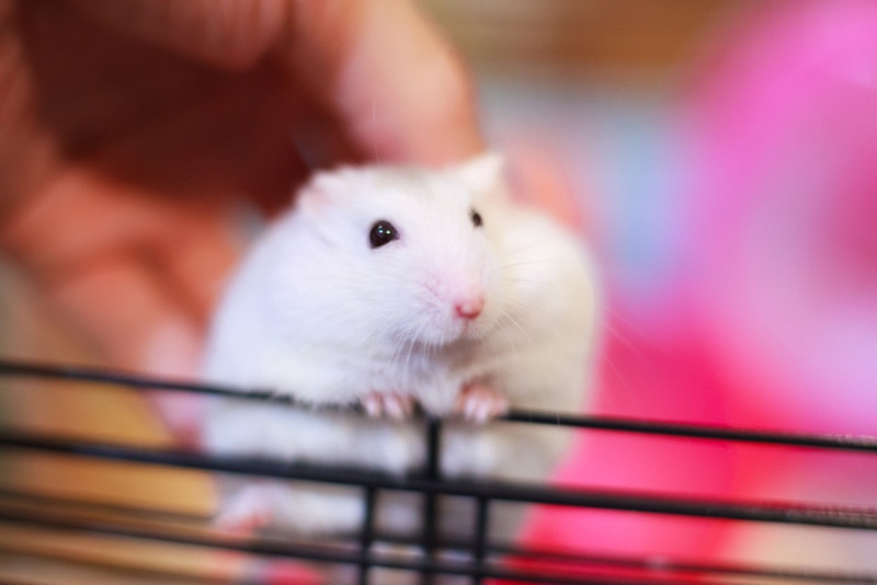 hand touching the hamster in the cage