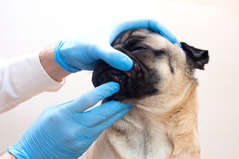 hands showing skin infection on pug dog's lips