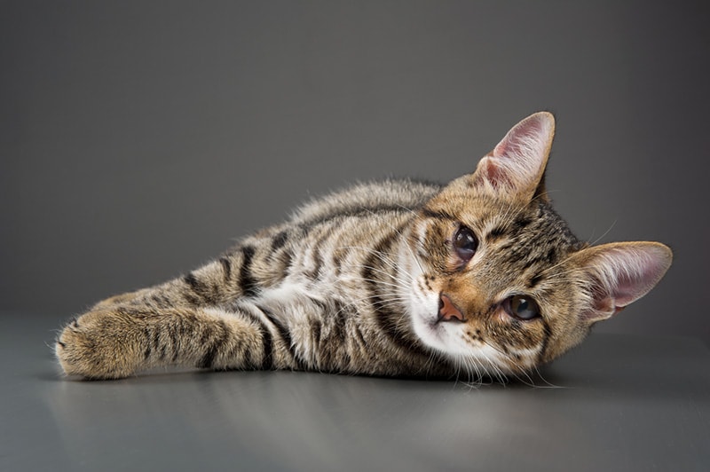 haws syndrome cat