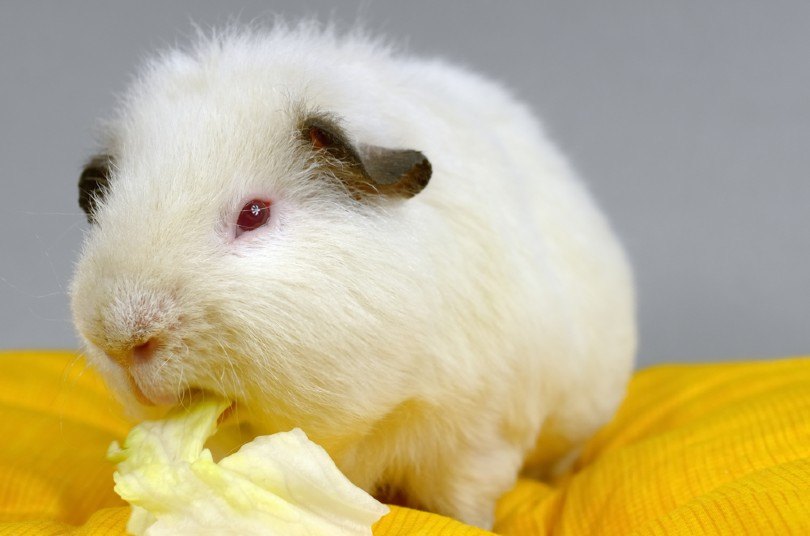 himalayan guinea pig eating