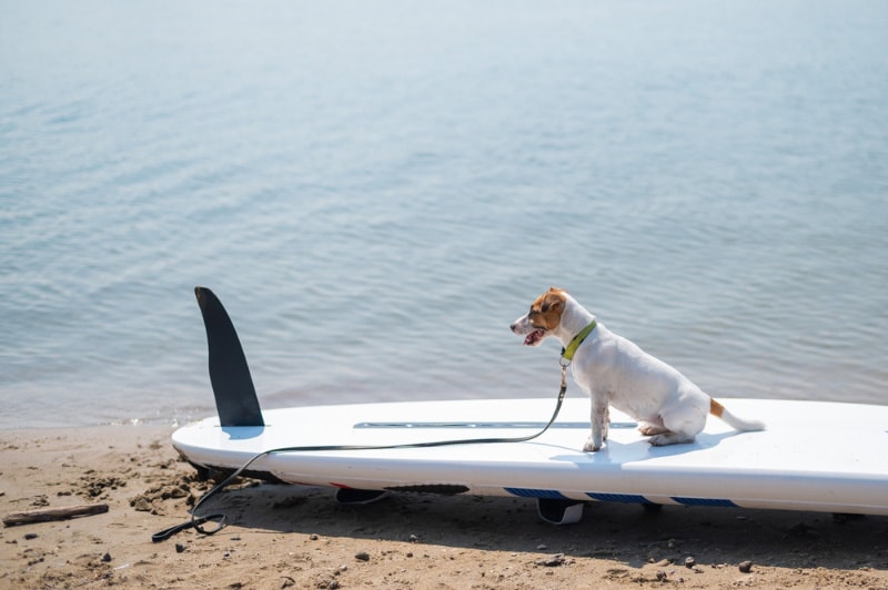 jack russell terrier dog sitting on a surfboard