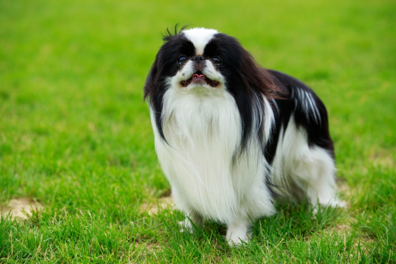 japanese chin dog standing on grass