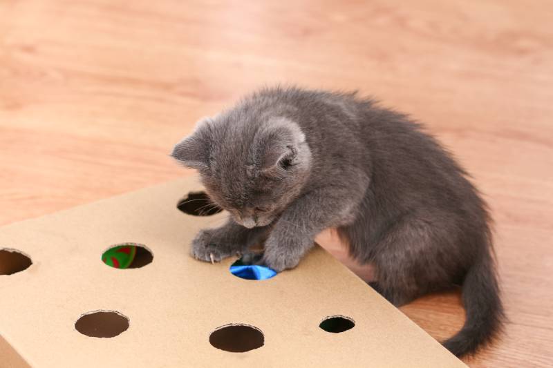 kitten plays with an interactive or puzzle toy