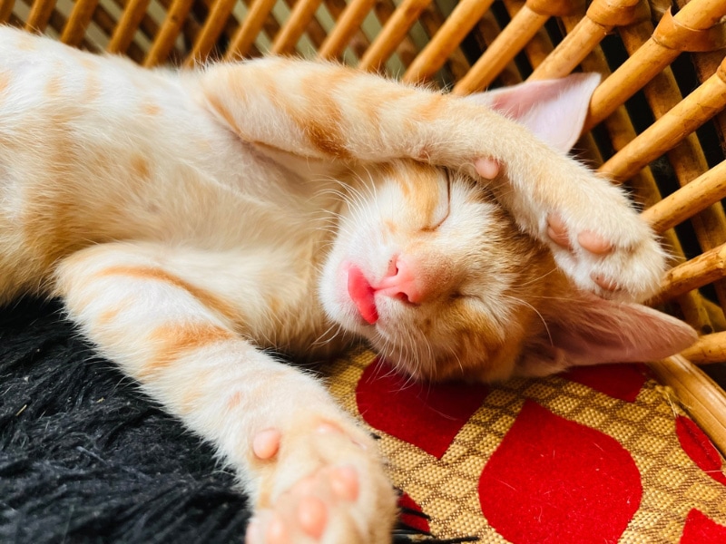 kitten sticking tongue out whil sleeping on its back