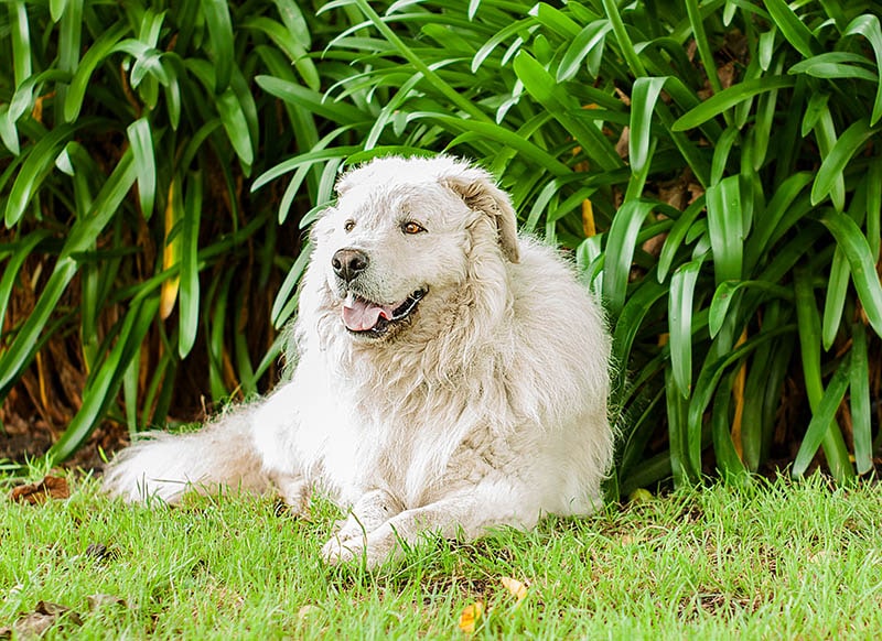 kuvasz dog lying on the grass in the garden