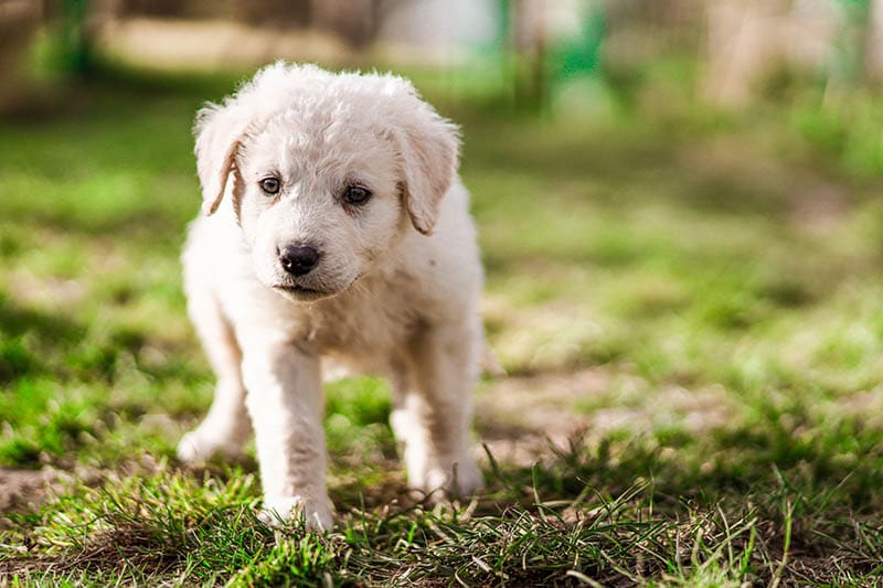 kuvasz puppy in the grass