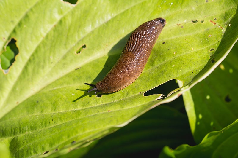 large red slug