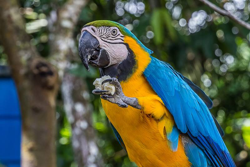 macaw parrot holds a piece of bread in its clawed paw and eats it