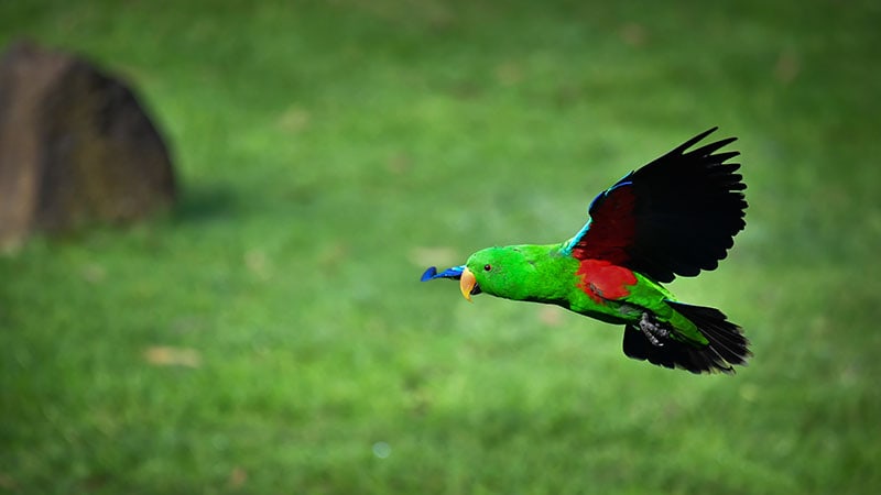 male Eclectus parrot bird in flight