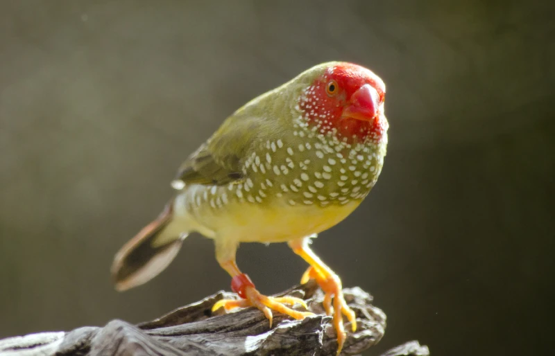 male star finch (Bathilda ruficauda)