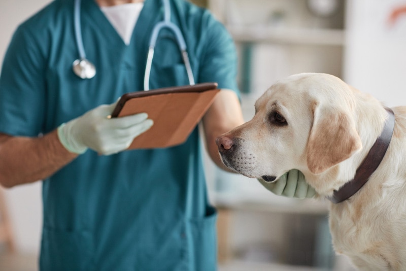 male veterinarian examining labrador dog at vet clinic