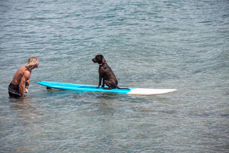 man training dog to surf