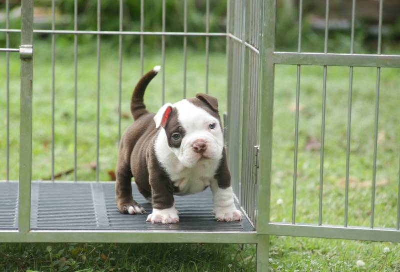 micro american bully puppy is standing in cage