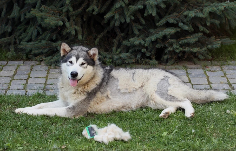 molting alaskan malamute lying on grass outdoors beside a brush or comb and a pile of shedded fur