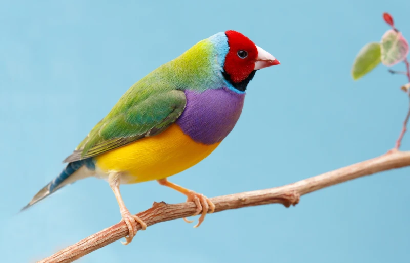 multicolored Gouldian Finch from australia perched on a thin branch