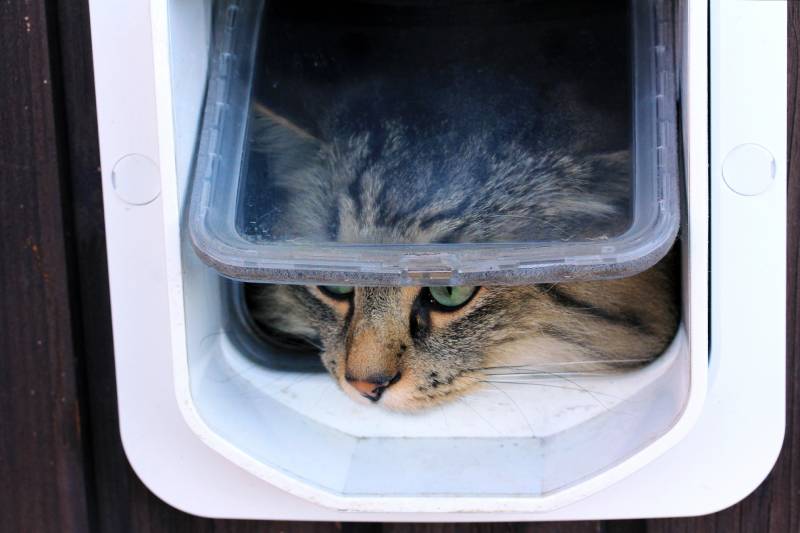 norwegian forest cat goes through a cat flap or cat door