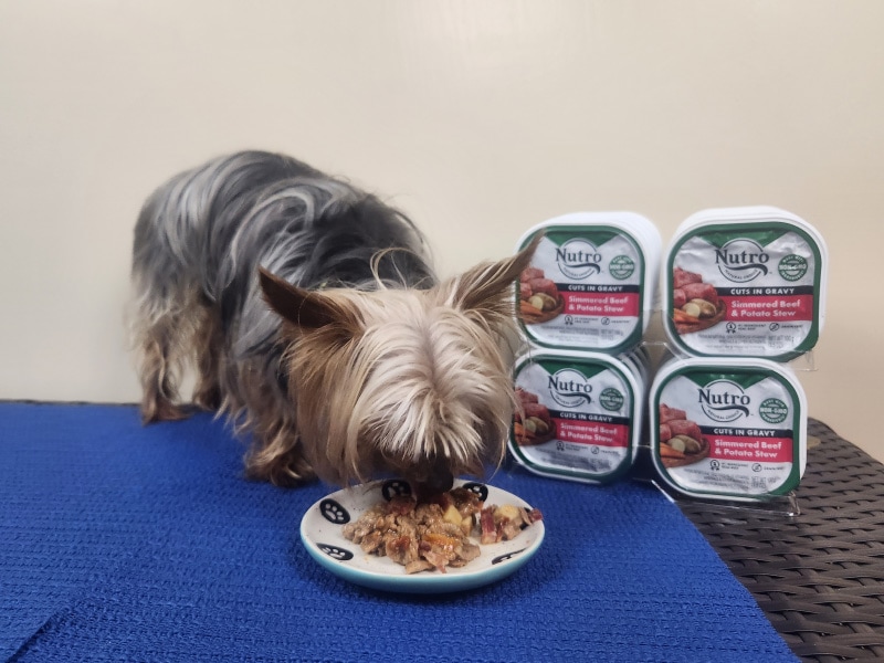 nutro natural choice cuts in gravy simmered beef and potato stew - leo eating wet food.jpg