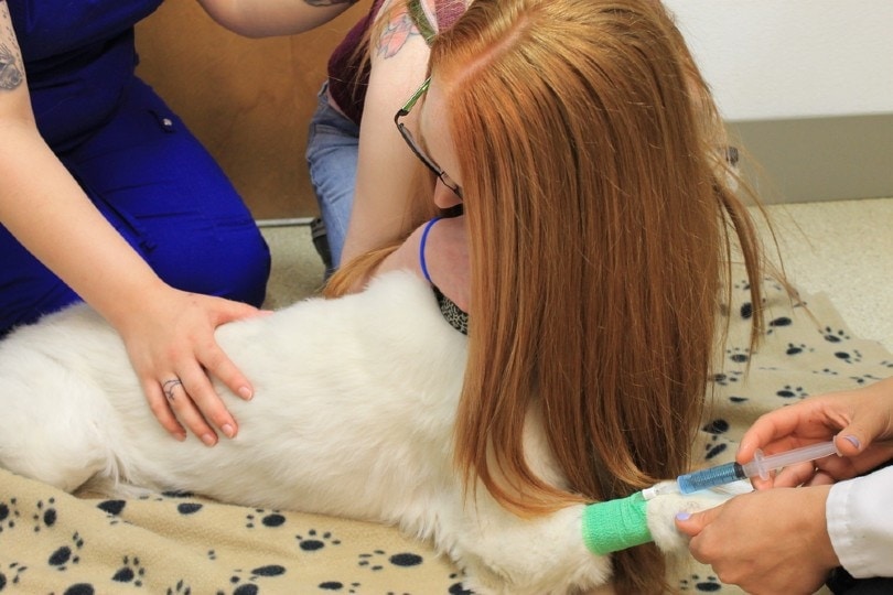old dog about to be euthanized