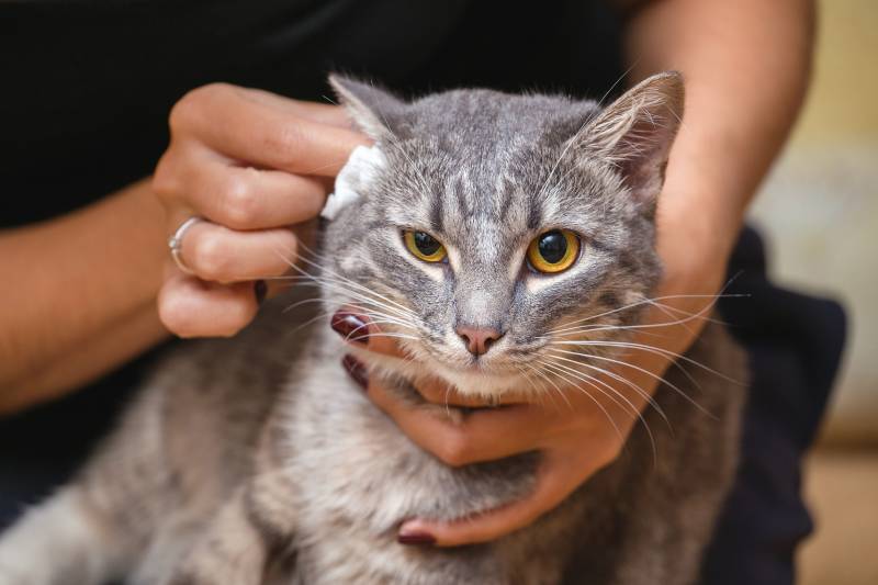 owner cleaning cat ear