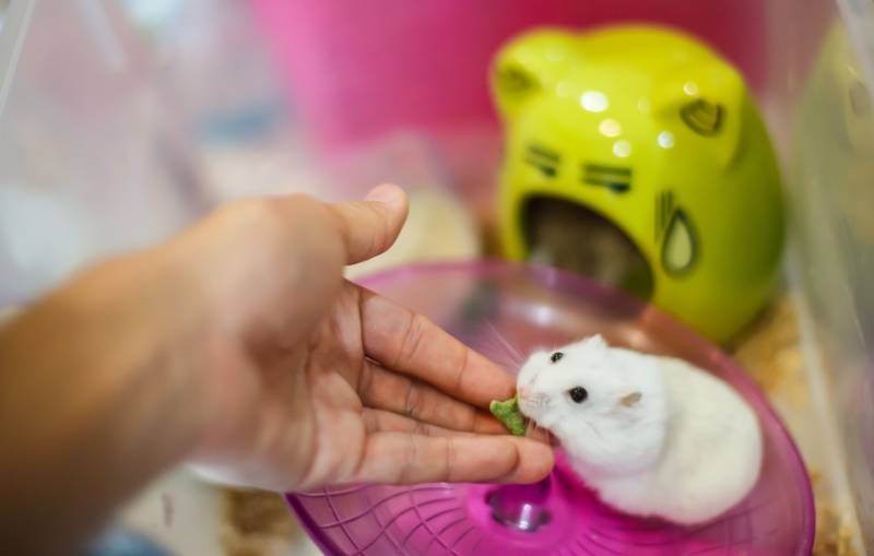 owner hand feeds Cute Winter White Dwarf Hamster with pet food