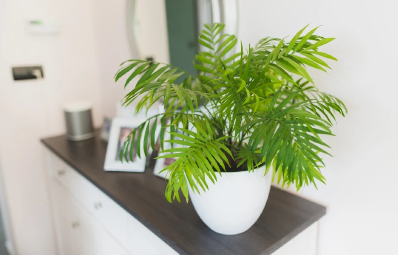 parlor palm (Chamaedorea elegans) planted in a white pot on furniture