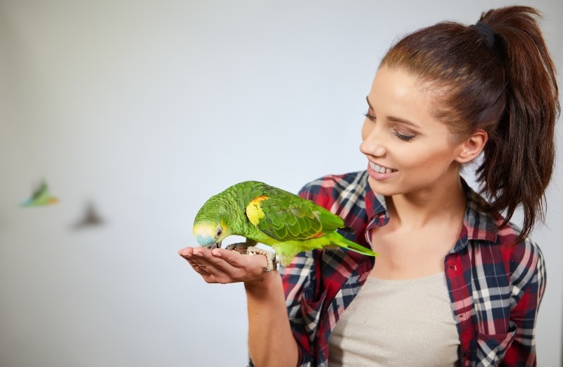 parrot sitting on a girls hand and kissing her