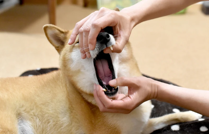person prying open the mouth of a shiba inu dog