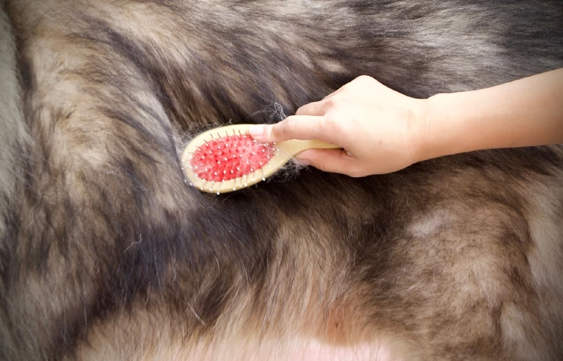 person's hand grooming the fur of an alaskan malamute with a brush