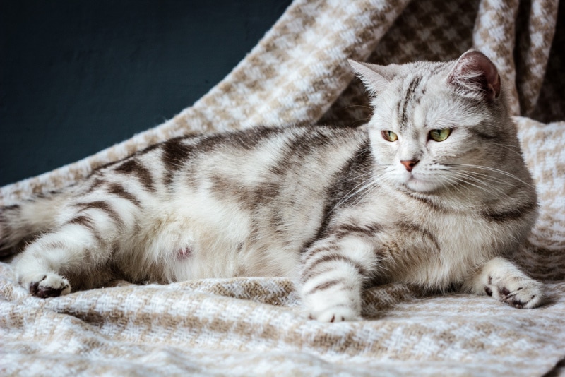 pregnant cat lying on the fabric