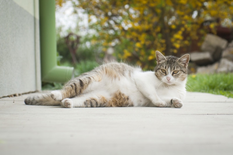pregnant cat lying outdoor