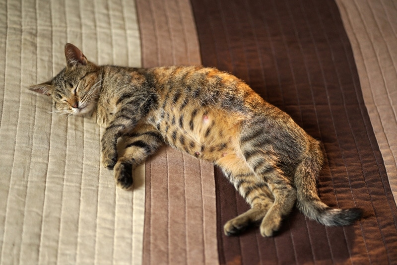 pregnant tabby cat on the bed